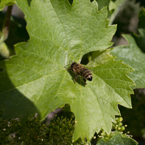 Weinberge_Kronsberg_Insekten-2307.jpg