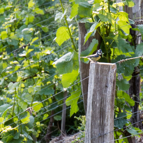 Weinberge_JEB-1825.jpg